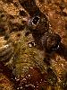 Zeugopterus punctatus